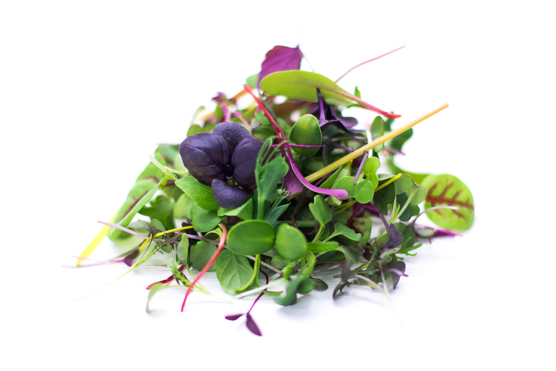 Colorful Microgreens Mix